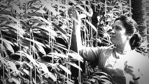 1957 - BBC "Swiss Spaghetti Harvest" hoax